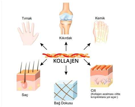 Kolajen Nedir: Cilt ve Eklem Sağlığının Temel Taşı