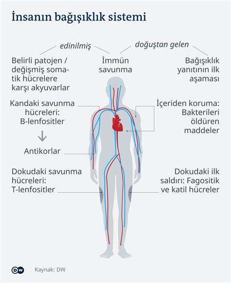 Lökosit Nedir: Bağışıklık Sistemimizin Savunma Hücreleri