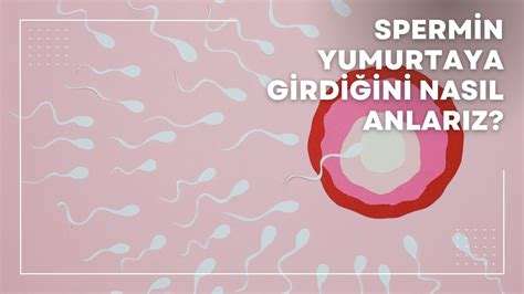 Spermin Yumurtaya Girdiğini Nasıl Anlarız: Üreme Süreci